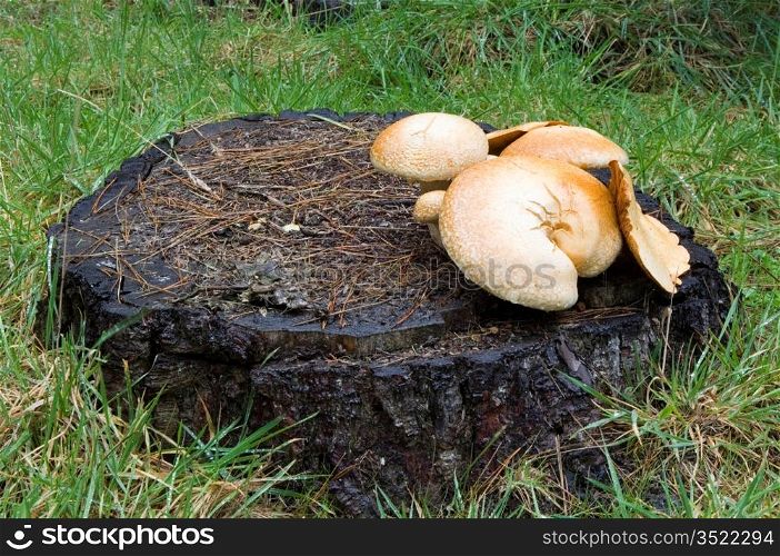 Mushrooms On A Stump
