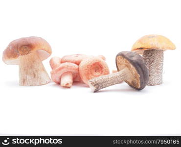 mushrooms on a white background