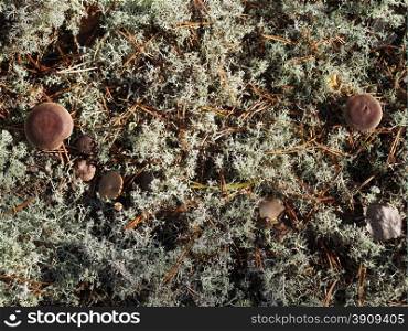 mushrooms on moss