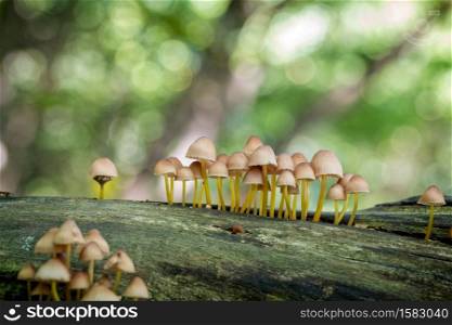Mushrooms on the forest on the old trunk