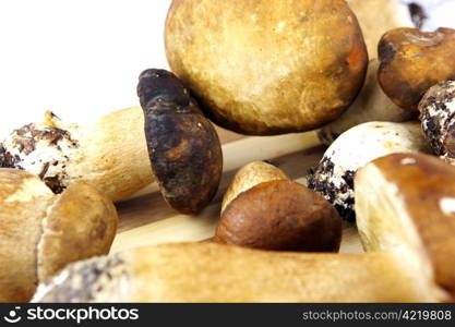 Mushrooms - Porcini, Boletus edulis