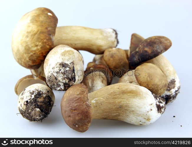 Mushrooms - Porcini, Boletus edulis