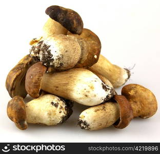 Mushrooms - Porcini, Boletus edulis