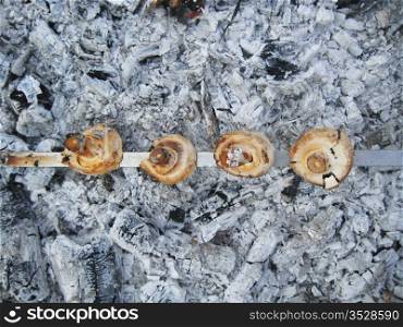 Mushrooms preparing on the hot coals. Outdoor resting
