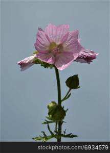 Musk mallow at blue sky