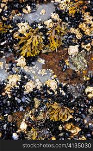 Mussels and barnacles at low tide on sea floor in Pacific coast of Canada