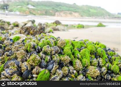 Mussels hanging on a rock. Background wallpaper. Mussels hanging on a rock