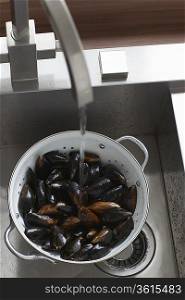 Mussels in kitchen sink, elevated view, close-up
