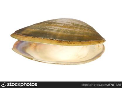 Mussels isolated on white background
