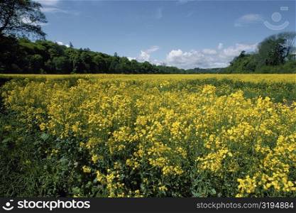 Mustard crop in a field, Blarney, Republic of Ireland