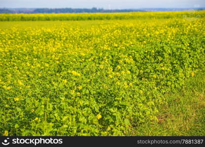 mustard field