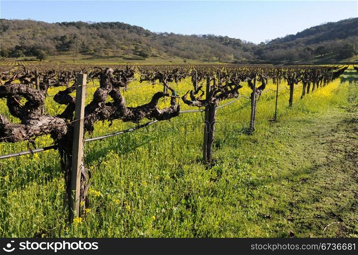 Mustard flowers in bloom among Wine Country grapevines, Napa County, California