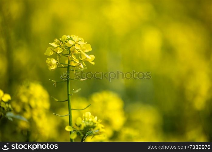 Mustard flowers. Mustard ? mystical flower of happiness and health.
