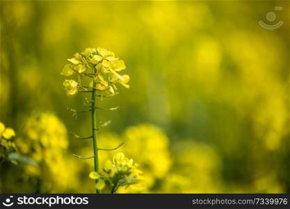 Mustard flowers. Mustard ? mystical flower of happiness and health.