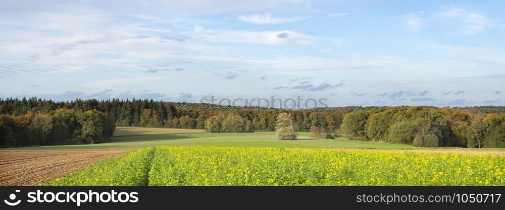 mustard seed field and autumn forest in luxemburg near echternach on evening in the fall