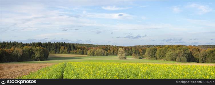 mustard seed field and autumn forest in luxemburg near echternach on evening in the fall