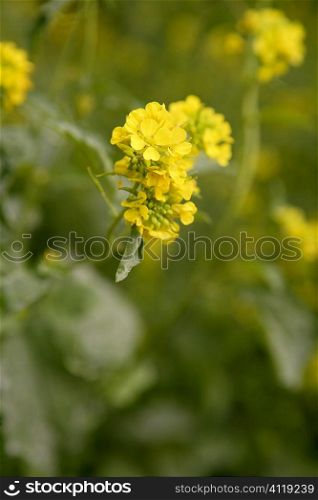 Mustard yellow flower green field