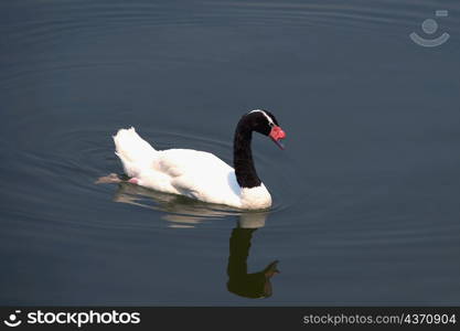 Mute Swan (Cygnus olor) in a lake, Xiangjiang Safari Park, Guangzhou, Guangdong Province, China