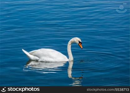 Mute Swan (Cygnus olor) in lake, Munich, Germany