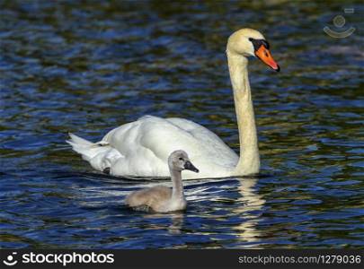 Mute swan, cygnus olor, mother and baby floating on water. Mute swan, cygnus olor, mother and baby