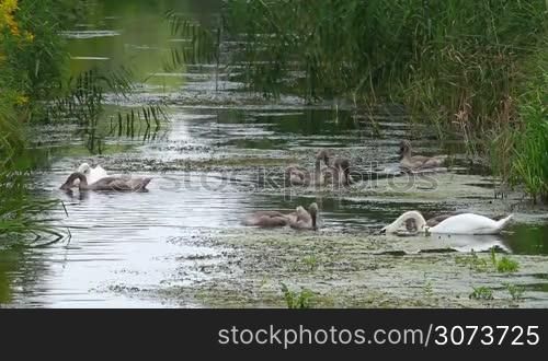 Mute swan family eating on the river