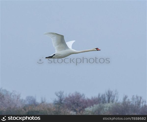 Mute swan flying in the blue sky in Italy, naturalistic image