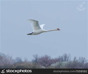 Mute swan flying in the blue sky in Italy, naturalistic image