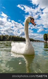 Mute Swan on a lake in a beautiful summer day