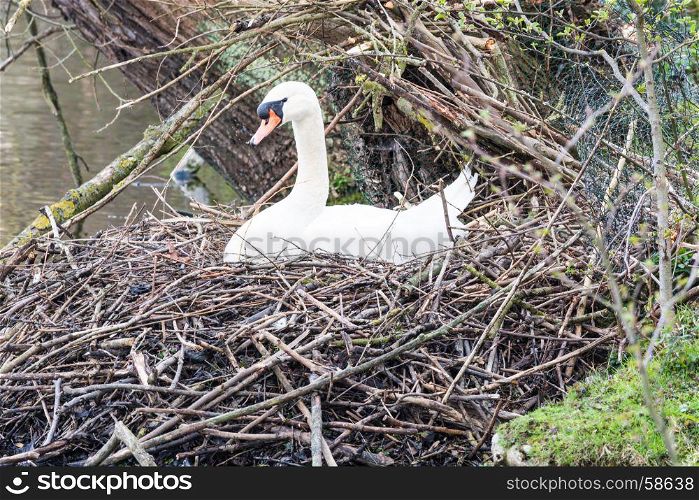 Mute swan on its nest with eggs in an urban park.