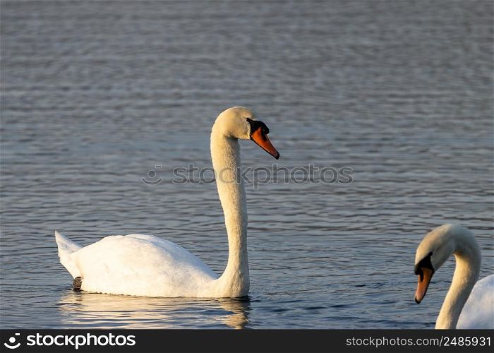 Mute swan sideways in the morning sun. Mute swan sideways