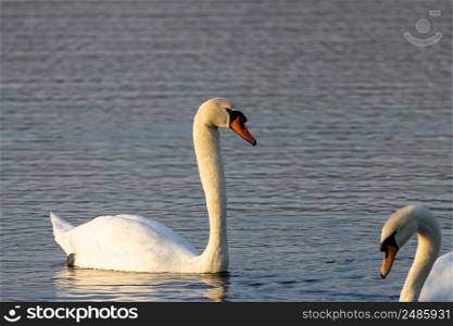 Mute swan sideways in the morning sun. Mute swan sideways