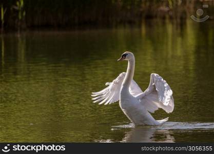 Mute swan swims in the river waters spreading its large wings, large water bird in the natural environment in the early morning