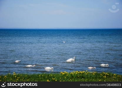 Mute swans by coast of the Baltic sea in springtime.