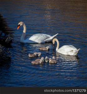 Mute Swans (Cygnus olor) with Cygnets