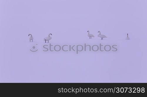 Mute Swans in the natural winter environment, on the snowy lake