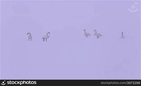 Mute Swans in the natural winter environment, on the snowy lake
