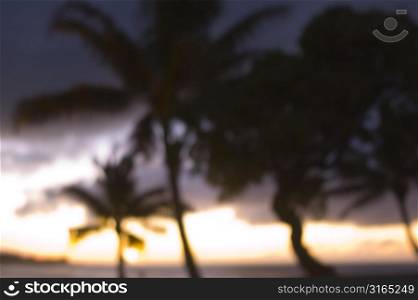 Muted Palms at Sunset, Hawaii
