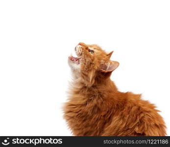 muzzle adult large fluffy red ginger domestic cat sits sideways on a white background, animal opened its mouth