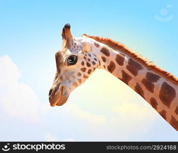 Muzzle fun spotted giraffe