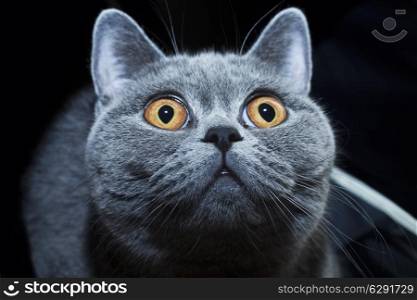 muzzle of British gray cat close up