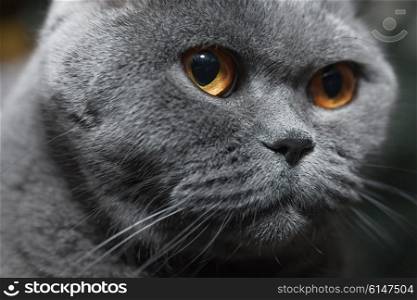 Muzzle of gray British cat close up