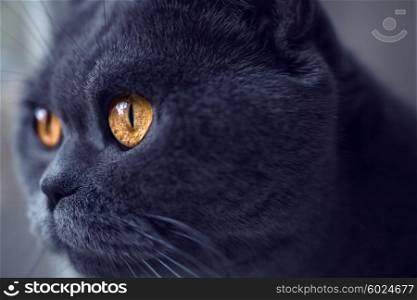 Muzzle of gray British cat closeup