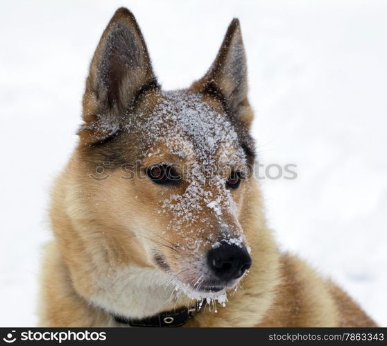 Muzzle of hunting dogs in the snow. Portrait