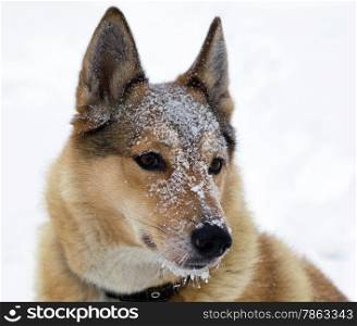 Muzzle of hunting dogs in the snow. Portrait