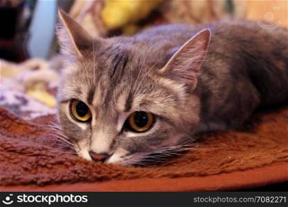 muzzle of Scottish Straight cat. close-up of muzzle of Scottish Straight cat