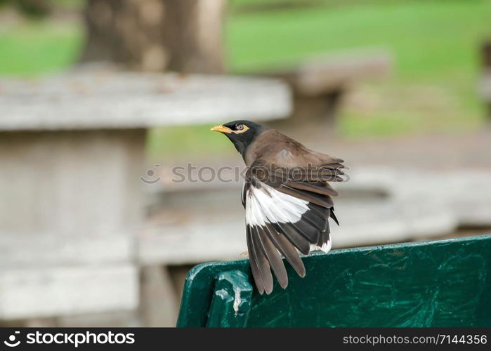 Mynas is on a chair in the park.