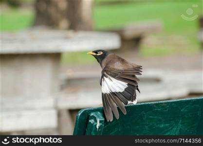 Mynas is on a chair in the park.