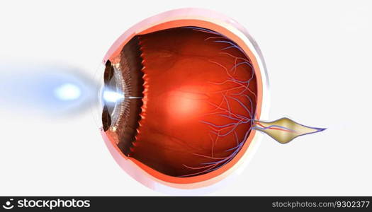 Myopia, is a common visual condition in which the eye s ability to focus on distant objects is impaired. 3D rendering. Myopia, is a common visual condition in which the eye s ability to focus on distant objects is impaired.