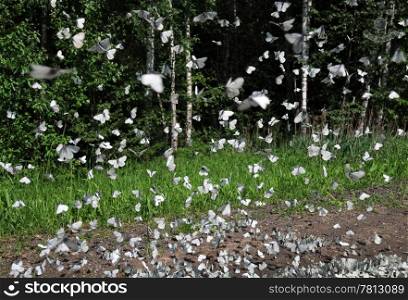 Myriad of black-veined white butterflies on the fly to land near the puddle to gather water in the countryside in Central Russia