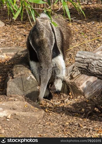 Myrmecophaga tridactyla, anteater or ant bear, type of sloth.